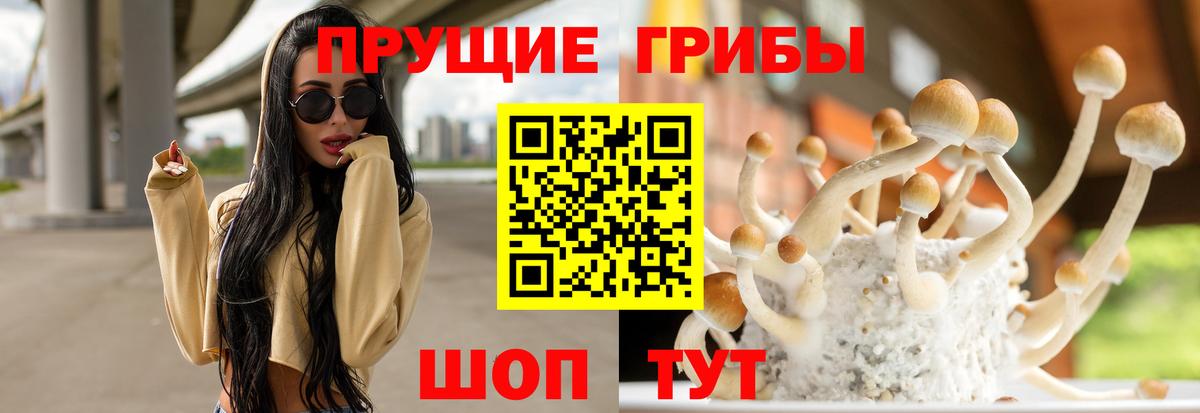 Дзержинск  Псилоцибиновые грибы Psilocybe  Вход с VPN 